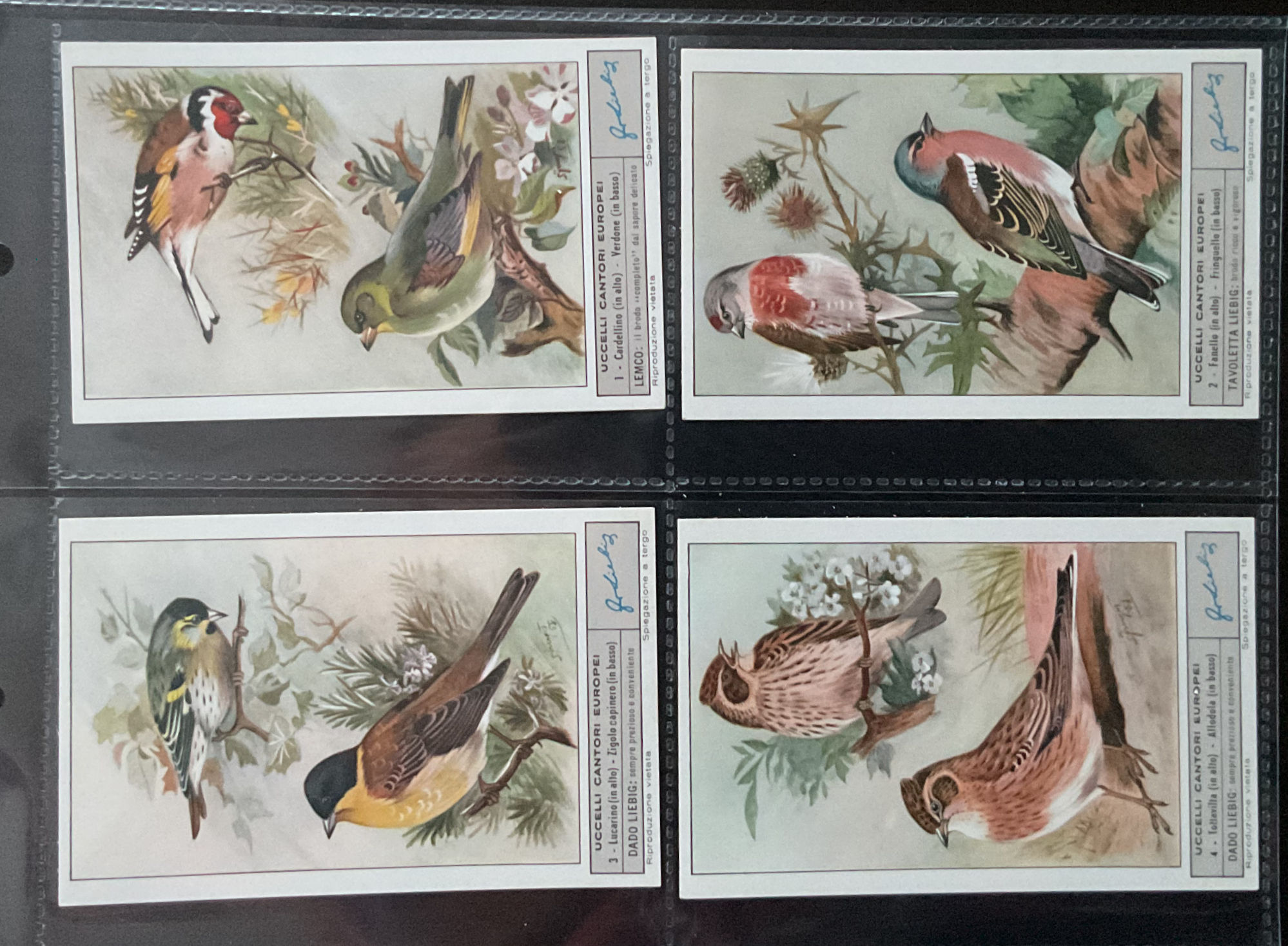 Liebig European Songbirds S1747 Trade Cards