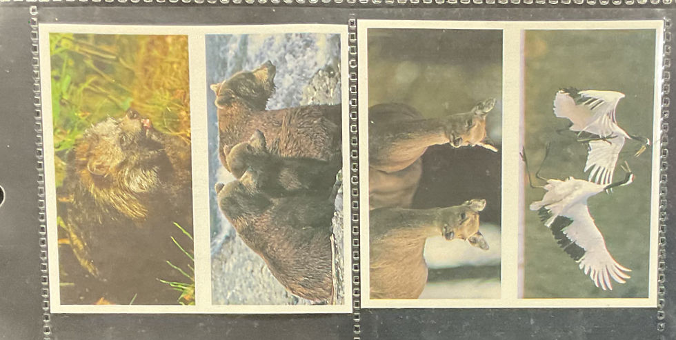 Thumbnail: Brooke Bond Natural Neighbours Doubles Tea Cards
