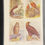 Thumbnail: B.B Britsh Birds Trade Cards