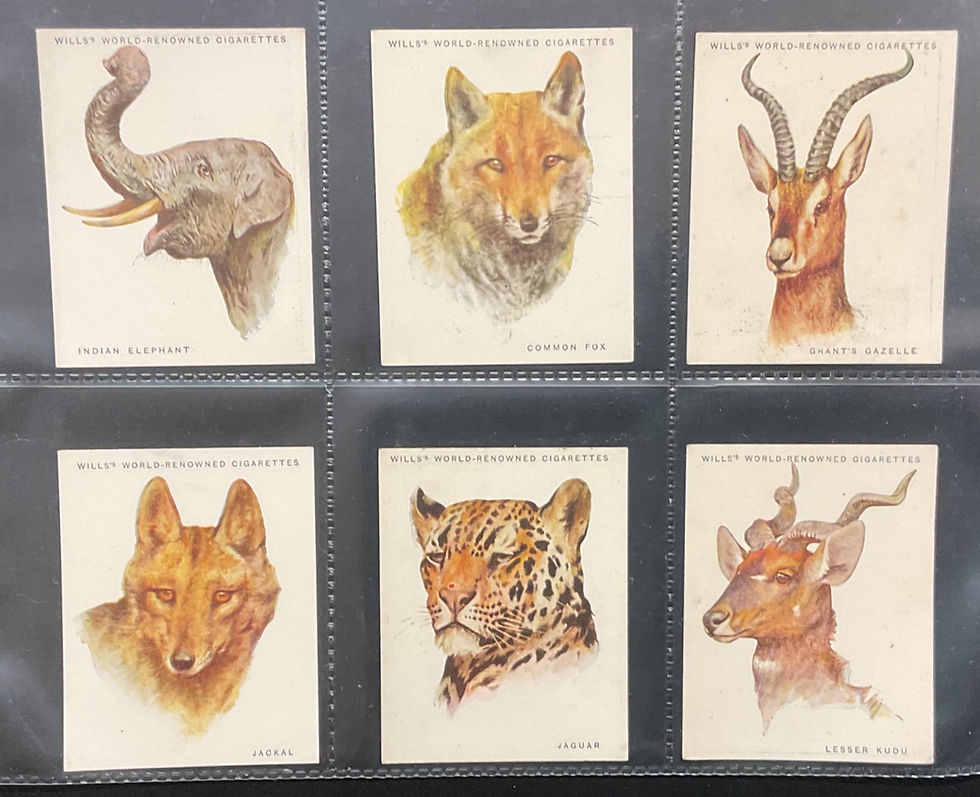 Thumbnail: Wills Australia Wild Animals Heads Cigarette Cards