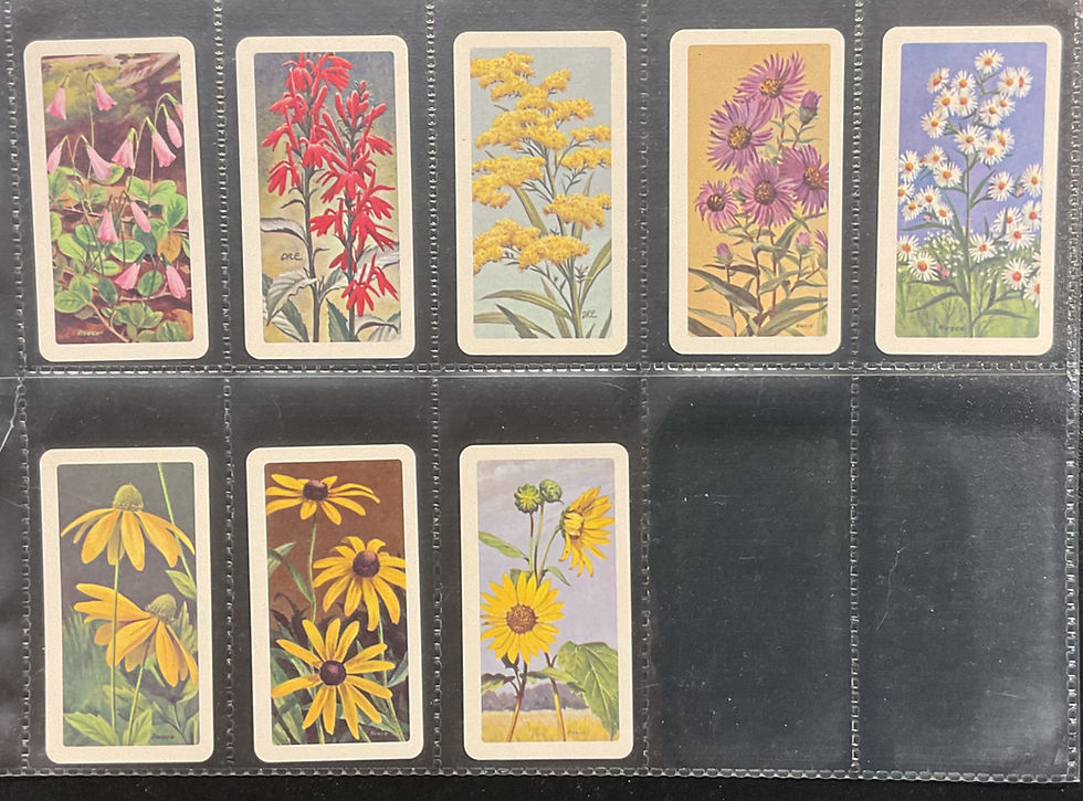 Thumbnail: Brooke Bond Tea Canada Wild Flowers Of North America Proof Set Tea Cards