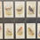 Thumbnail: Gallaher British Birds By George Rankin Cigarette Cards