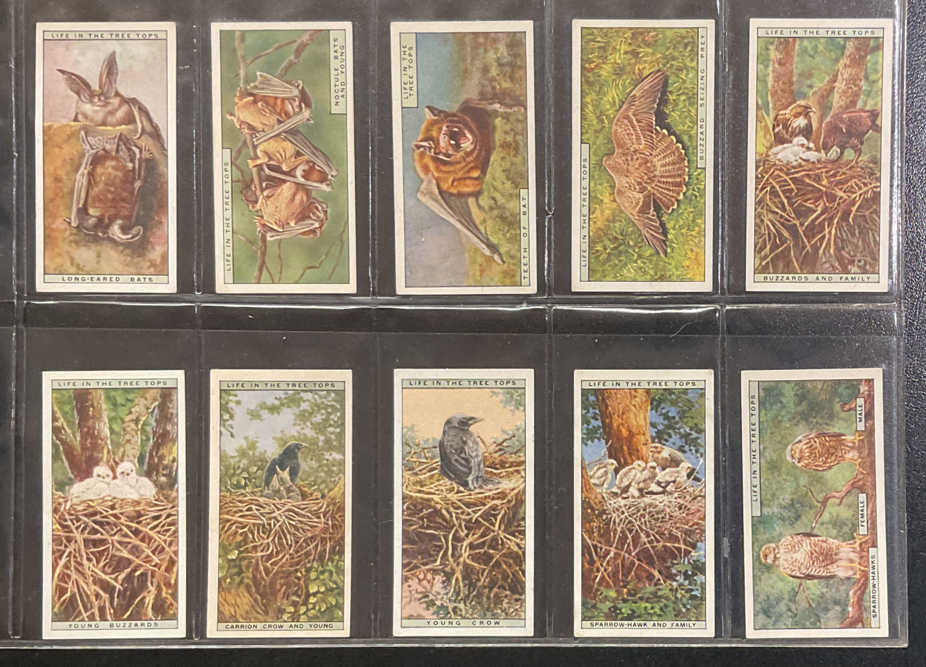 British American Tobacco B.A.T. Life In The Tree Tops Cigarette Cards
