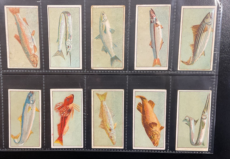 Thumbnail: Wills Australian Issue Fish Of Australasia Cigarette Cards