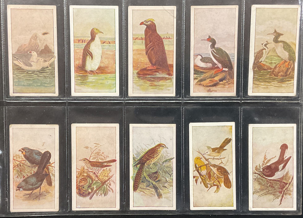 Thumbnail: Wills New Zealand Birds Cigarette Cards