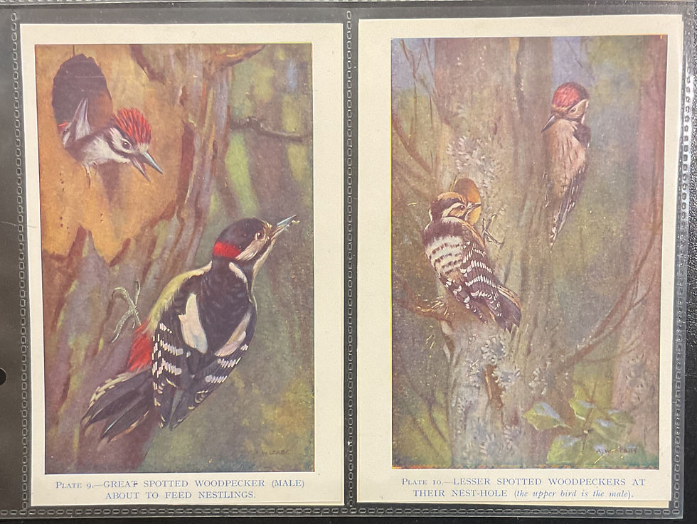 Thumbnail: Anonymous British Birds Trade Cards