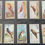 Thumbnail: Pascall British Birds Confectionary Cards