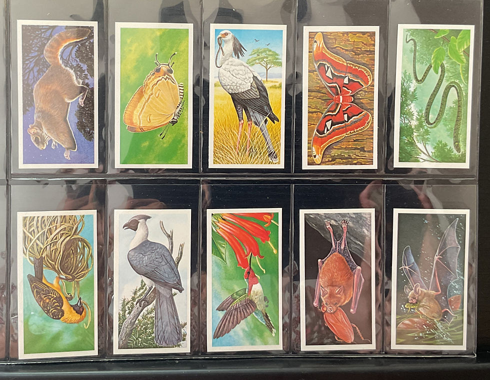 Thumbnail: Brooke Bond Tea Incredible Creatures Green Back Irish Issue Tea Cards