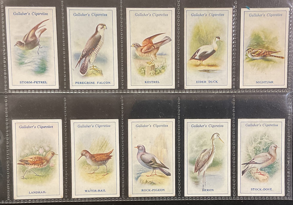 Thumbnail: Gallaher British Birds By George Rankin Cigarette Cards