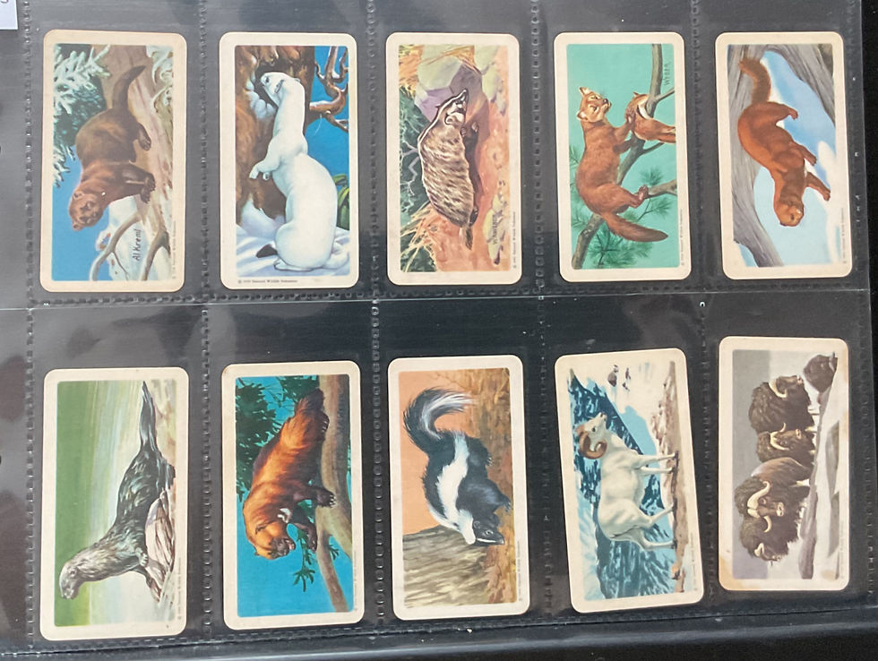 Thumbnail: Brooke Bond Tea Canada Animals Of North America 49mm Tea Cards
