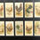 Thumbnail: Allen & Ginter Prize & Game Chickens Cigarette Cards