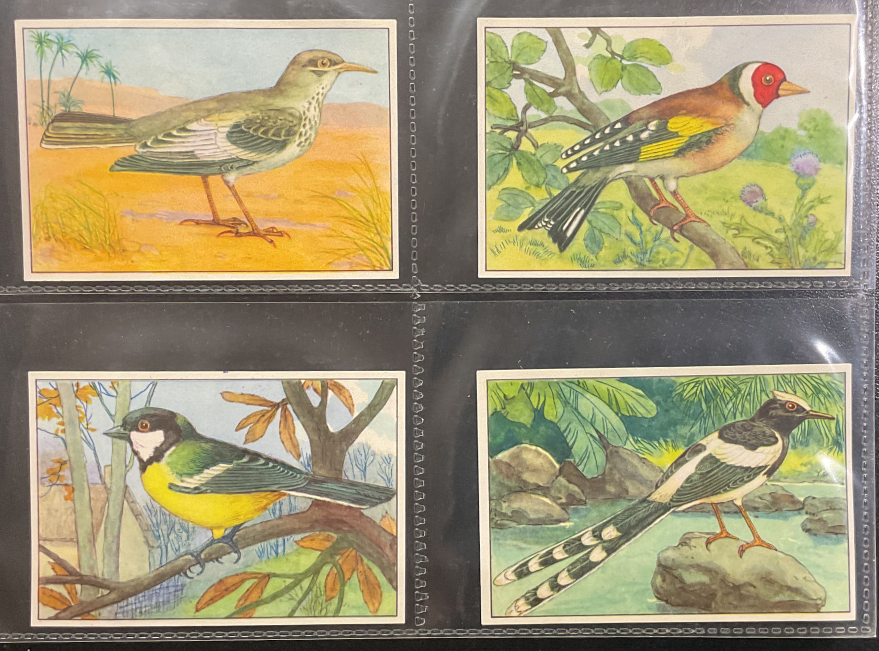 Chicoree Trappistes Birds Series 1 1-100 French Issue Trade Cards