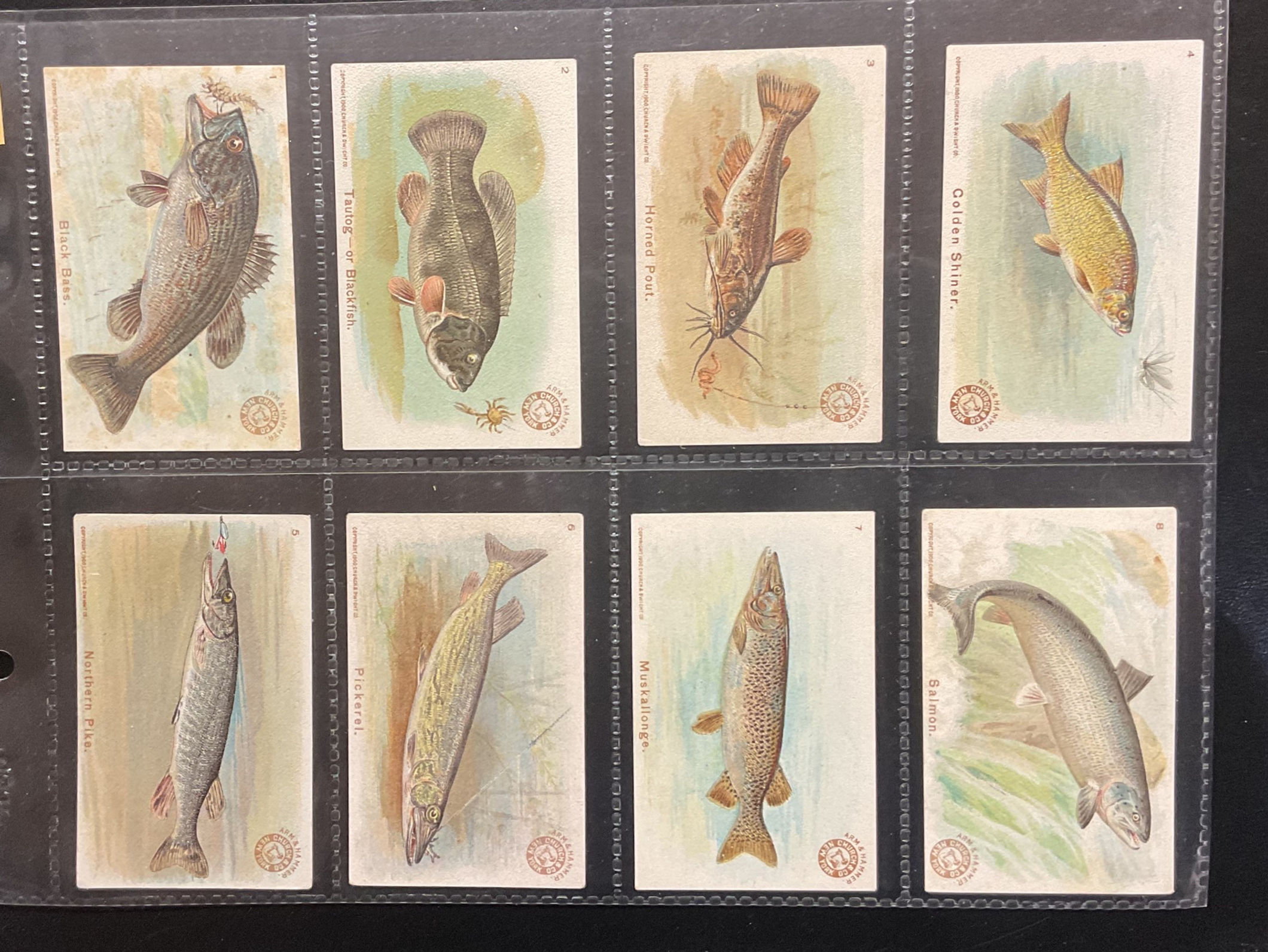 Church & Co Fish Series Trade Cards