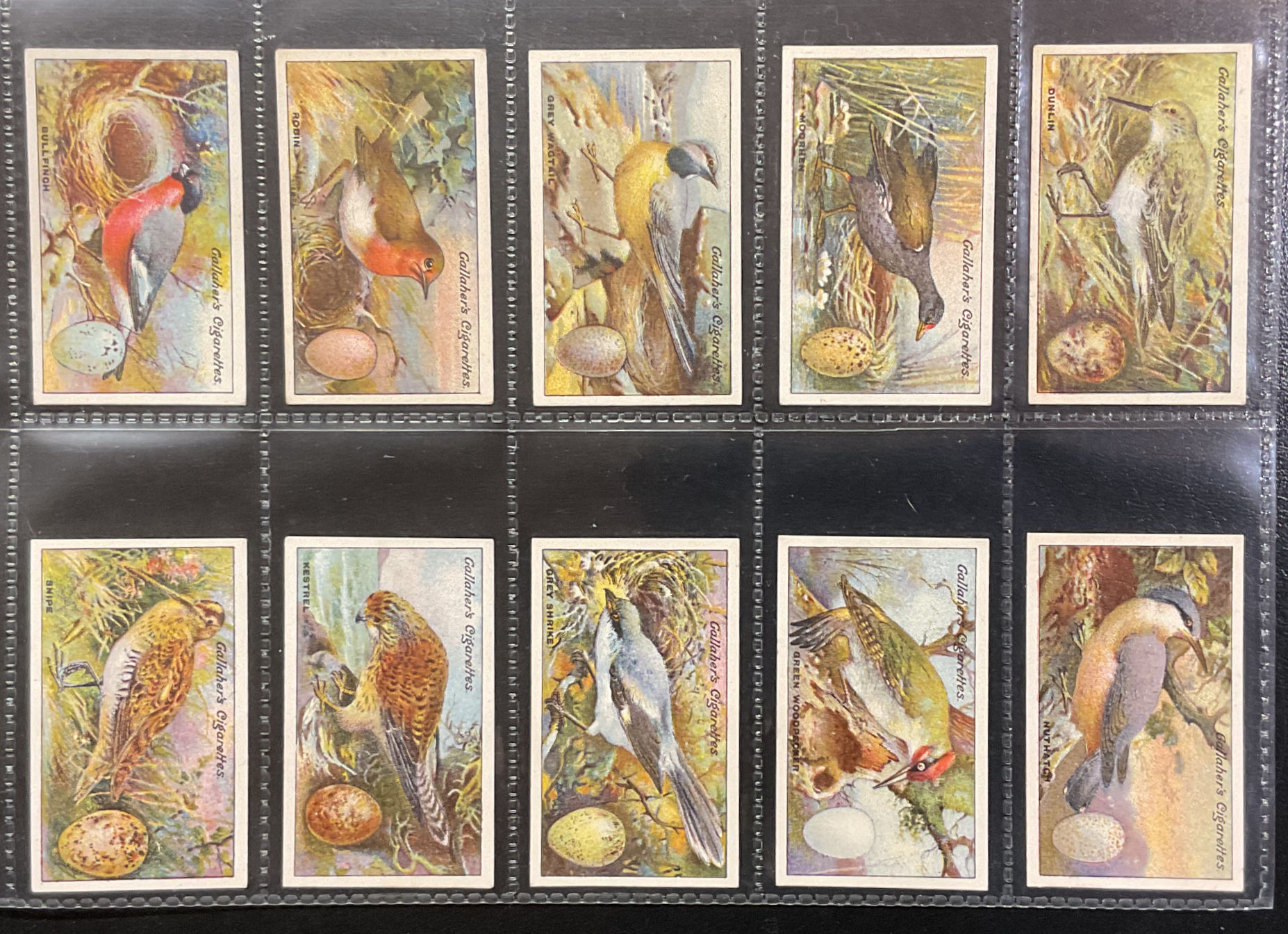 Gallaher Birds Nest & Eggs Cigarette Cards