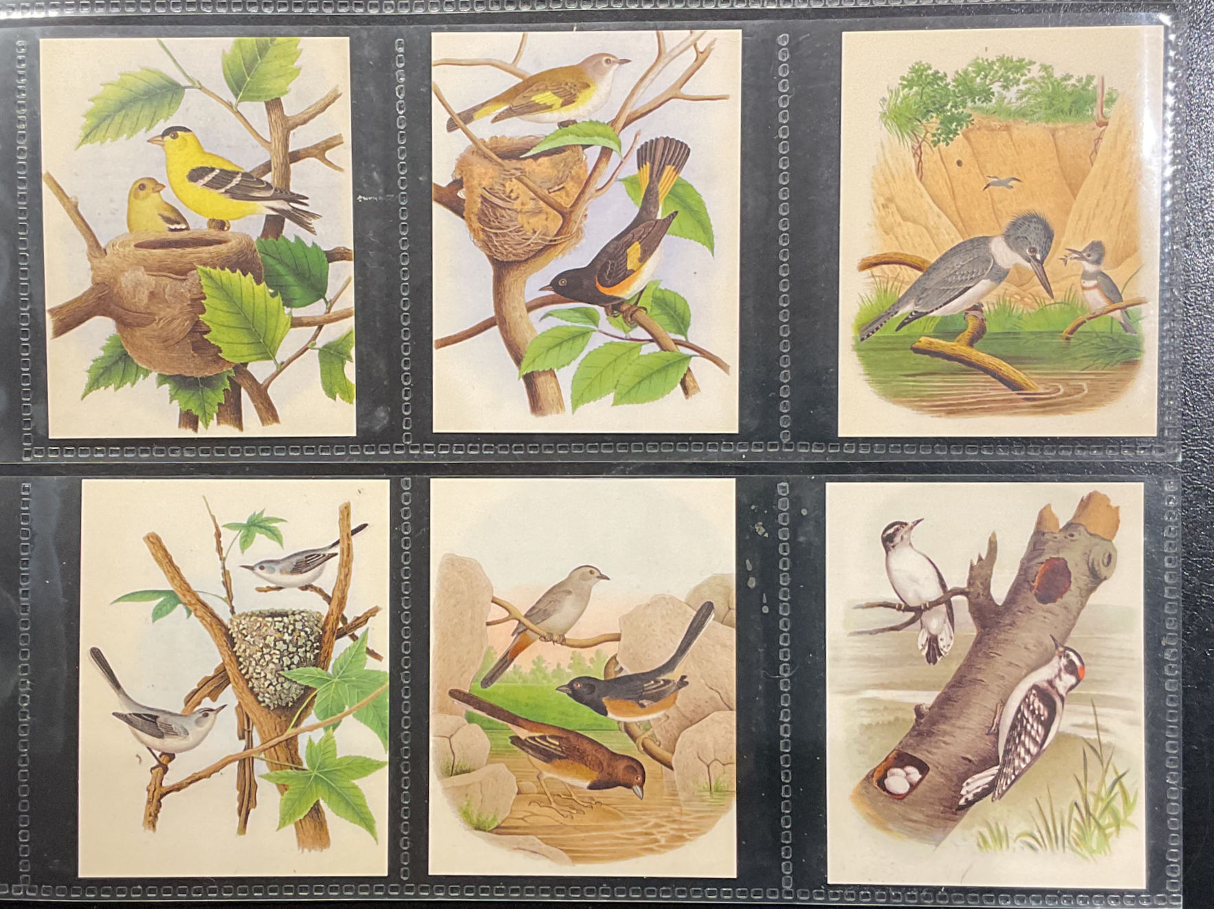GDS Cards Birds Of The United States Trade Cards