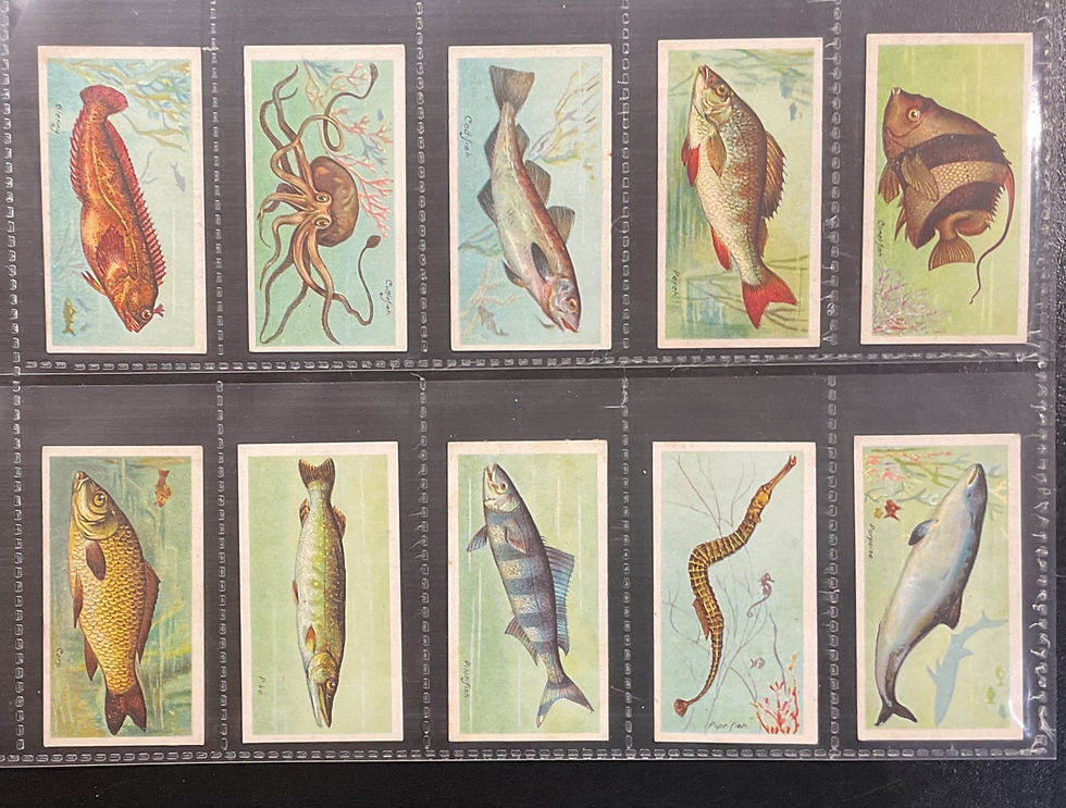 Thumbnail: Players Fishes Of The World Cigarette Cards
