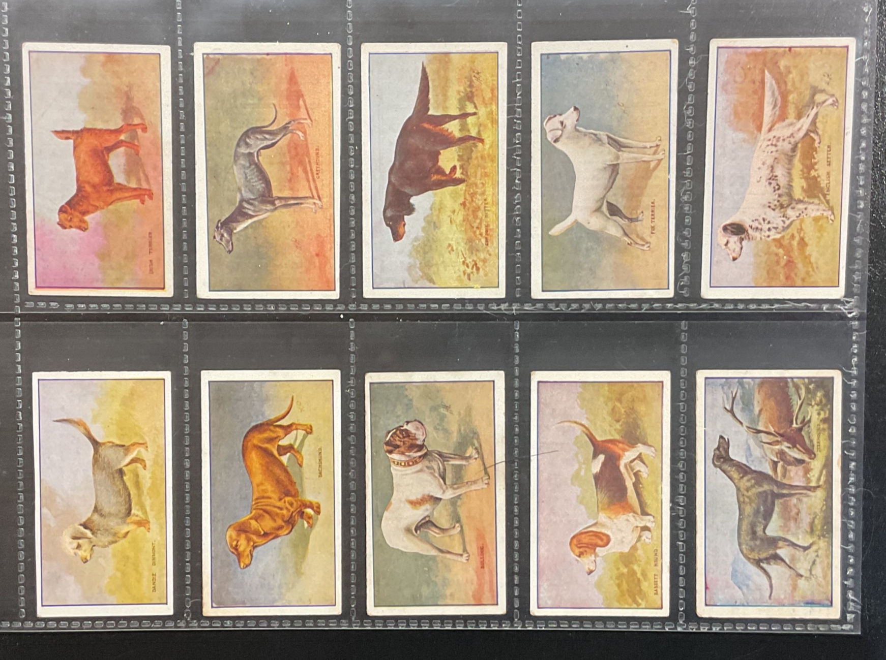 Sniders & Abrahams Dogs Australian Issue Cigarette Cards