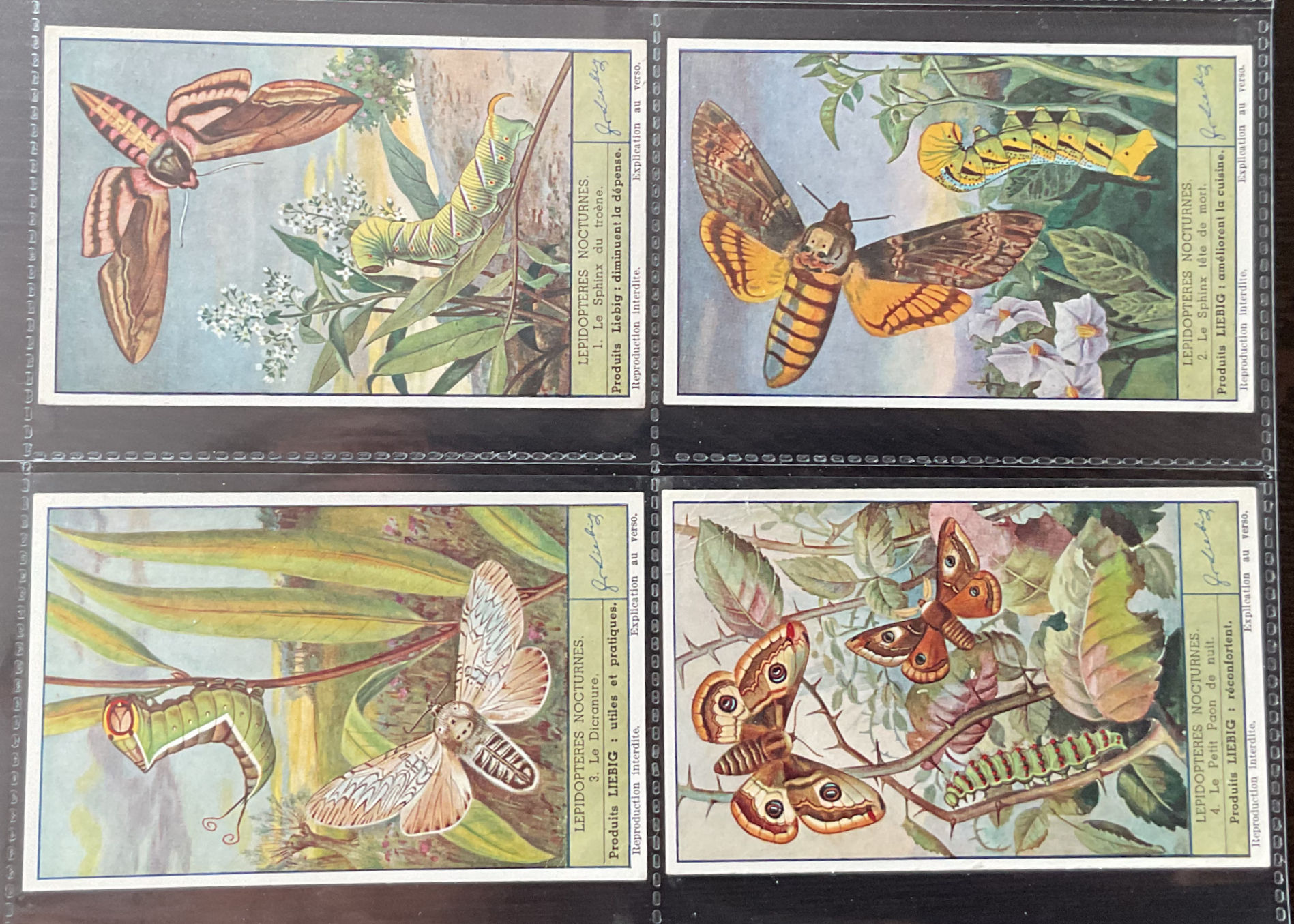 Liebig Moths S1497 Trade Cards
