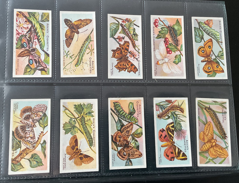 Thumbnail: Adkins Butterflies & Moths Cigarette Cards