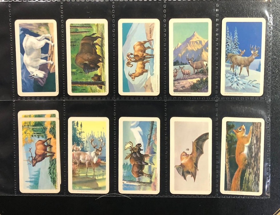 Thumbnail: Brooke Bond Tea Canada Animals Of North America Roland Back Tea Cards