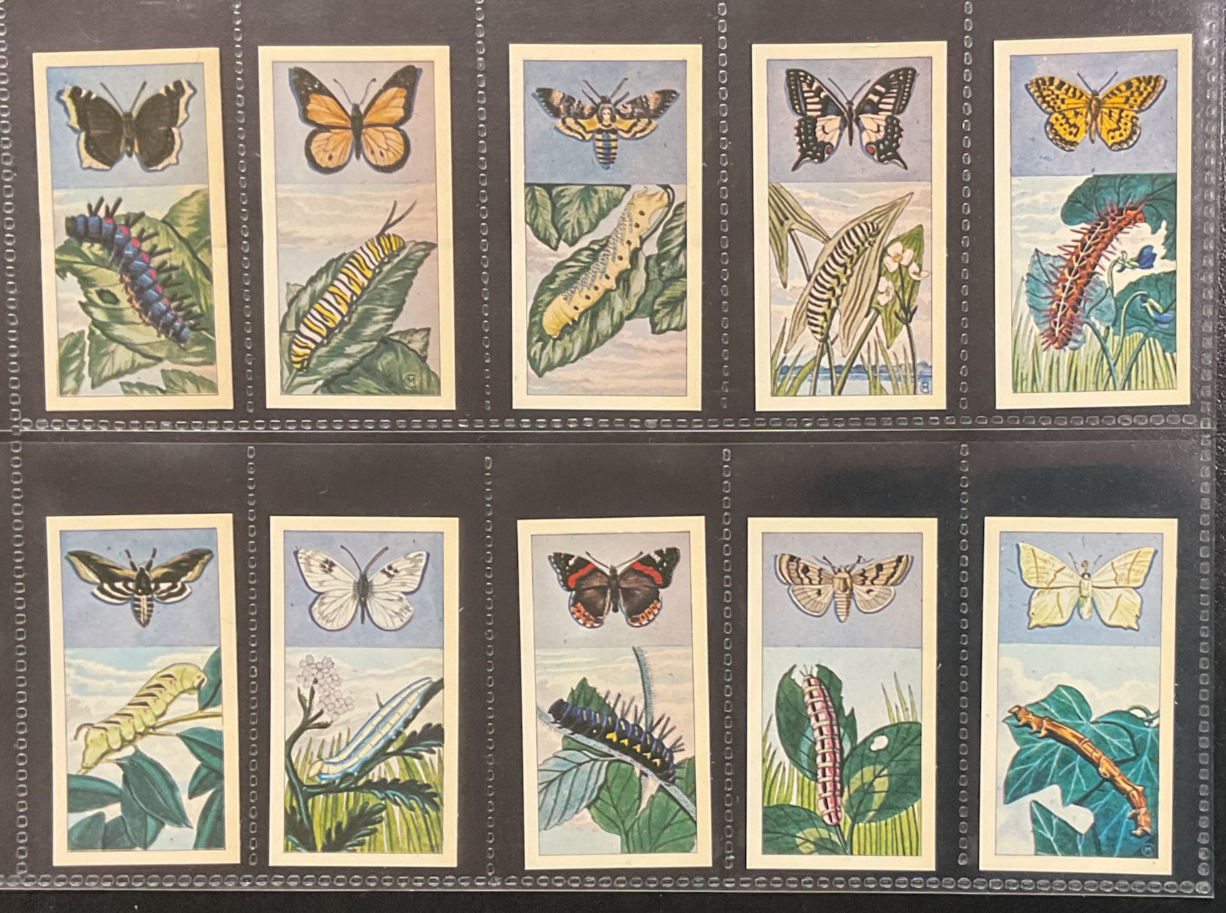 Lamberts Tea Butterflies And Moths Tea Cards
