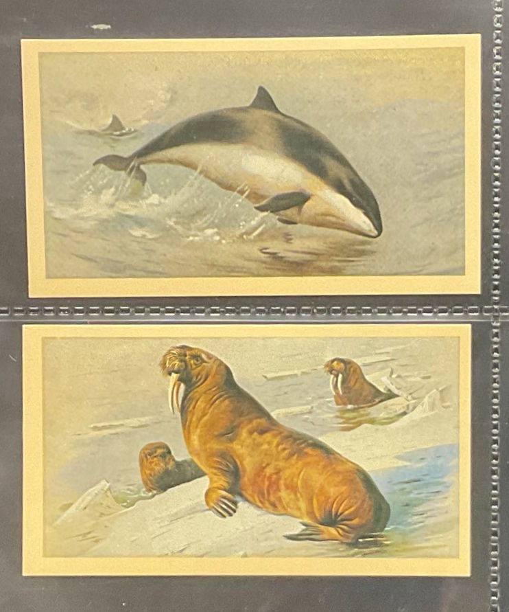Thumbnail: Players Doncella British Mammals Cigar Cards