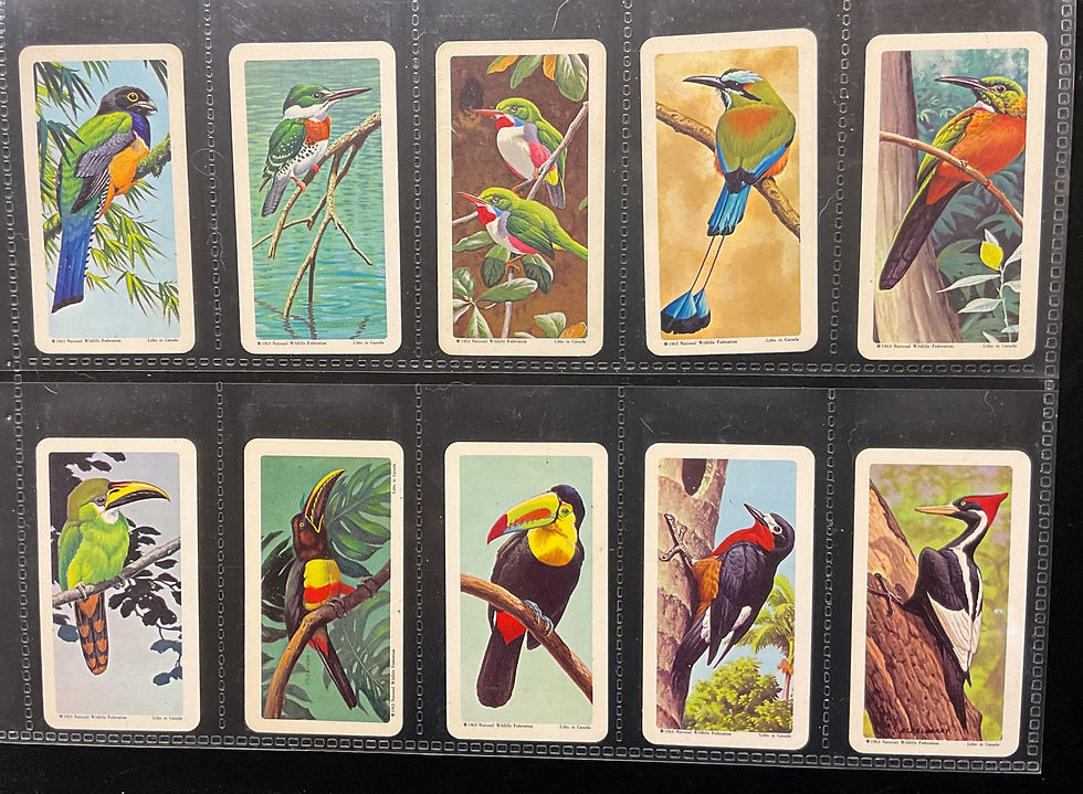 Thumbnail: Brooke Bond Tea Canada Tropical Birds Top Line Red Tea Cards