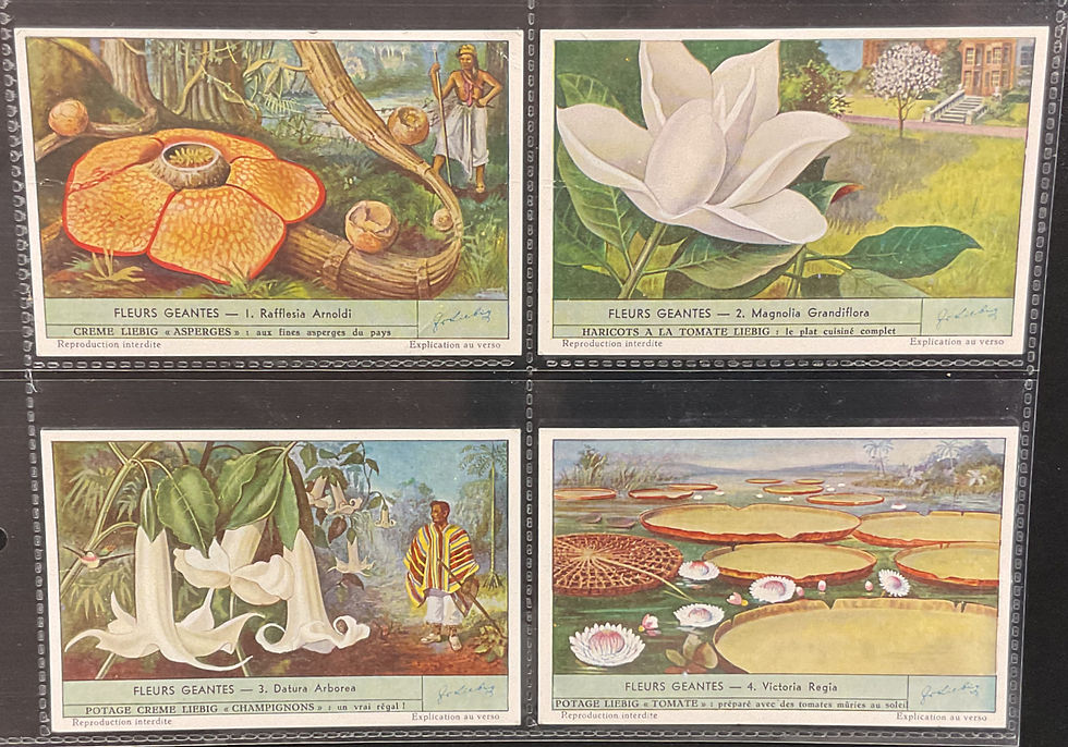 Thumbnail: Liebig Giant Flowers S1536 Trade Cards