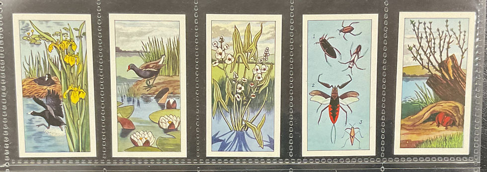 Thumbnail: Musgrave Tea Pond Life Tea Cards