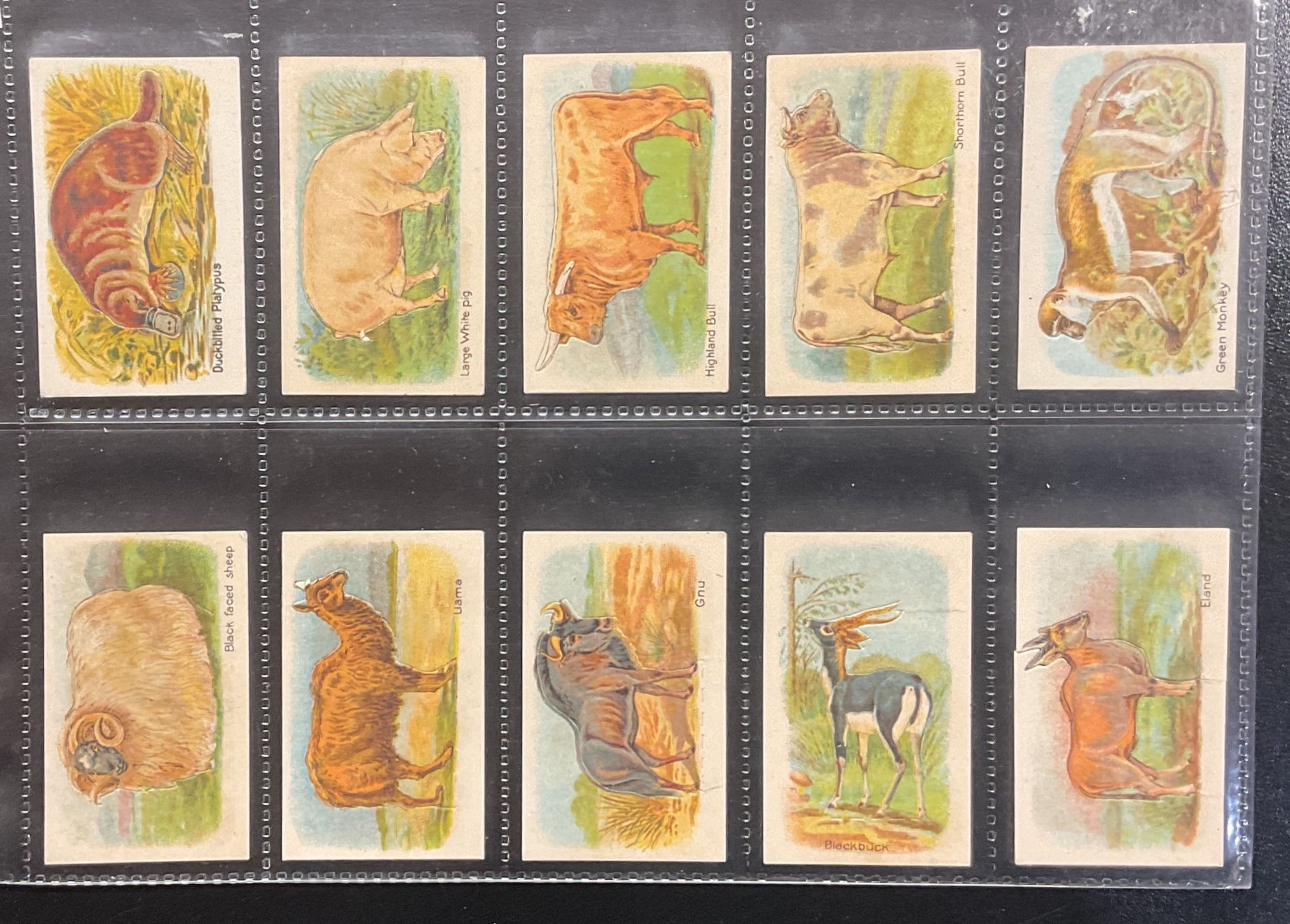 Hustler Soap Animals 3rd Series Trade Cards