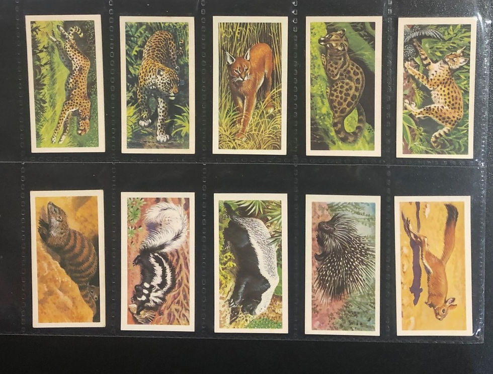 Thumbnail: Brooke Bond Tea Rhodesia African Wild Life Tea Cards