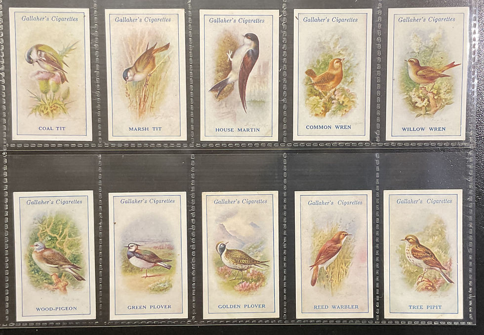 Thumbnail: Gallaher British Birds By George Rankin Cigarette Cards