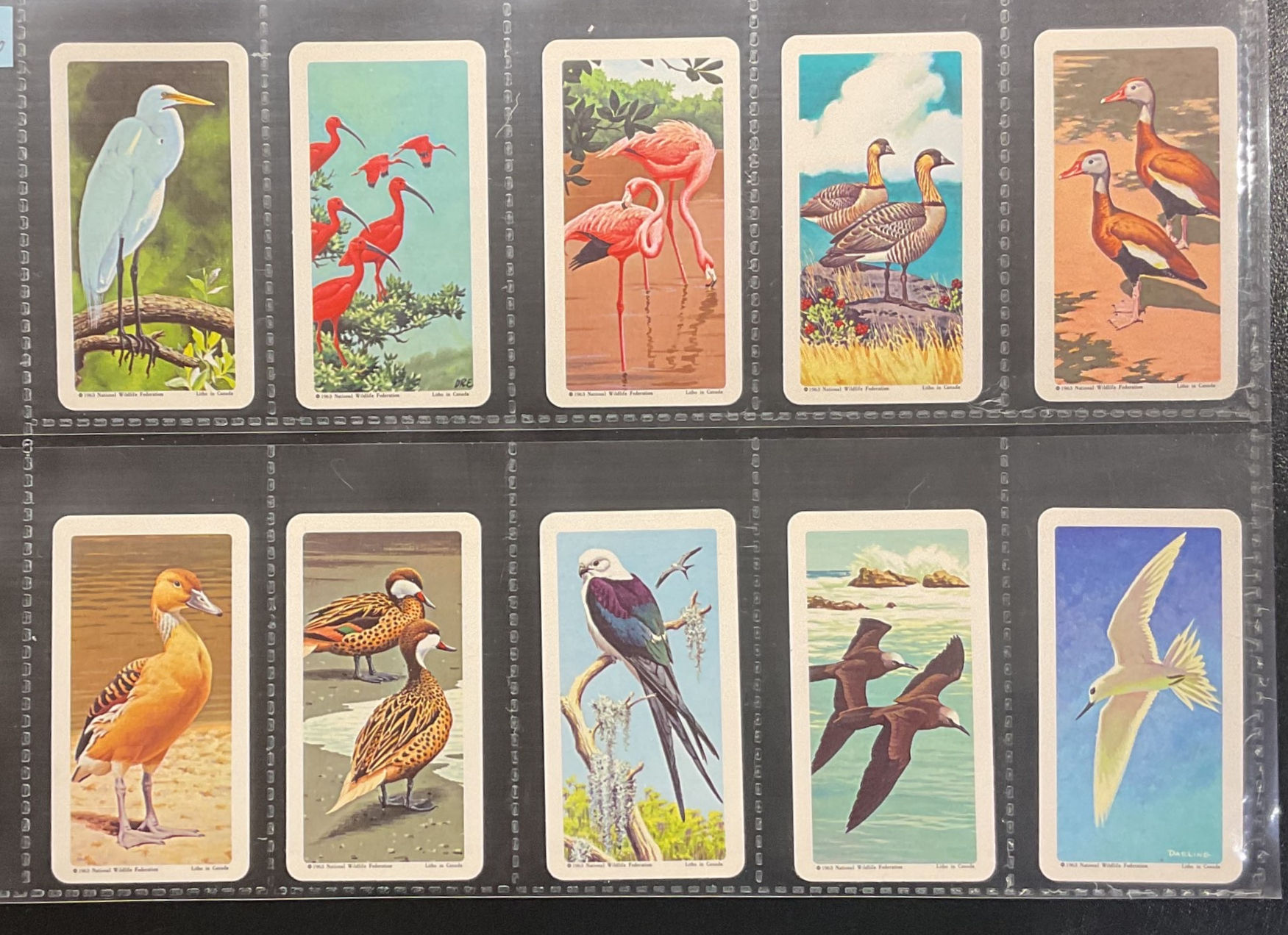 Brooke Bond Tea U.S.A. Tropical Birds Tea Cards