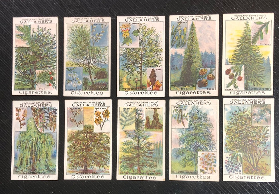 Thumbnail: Gallaher Woodland Trees Cigarette Cards
