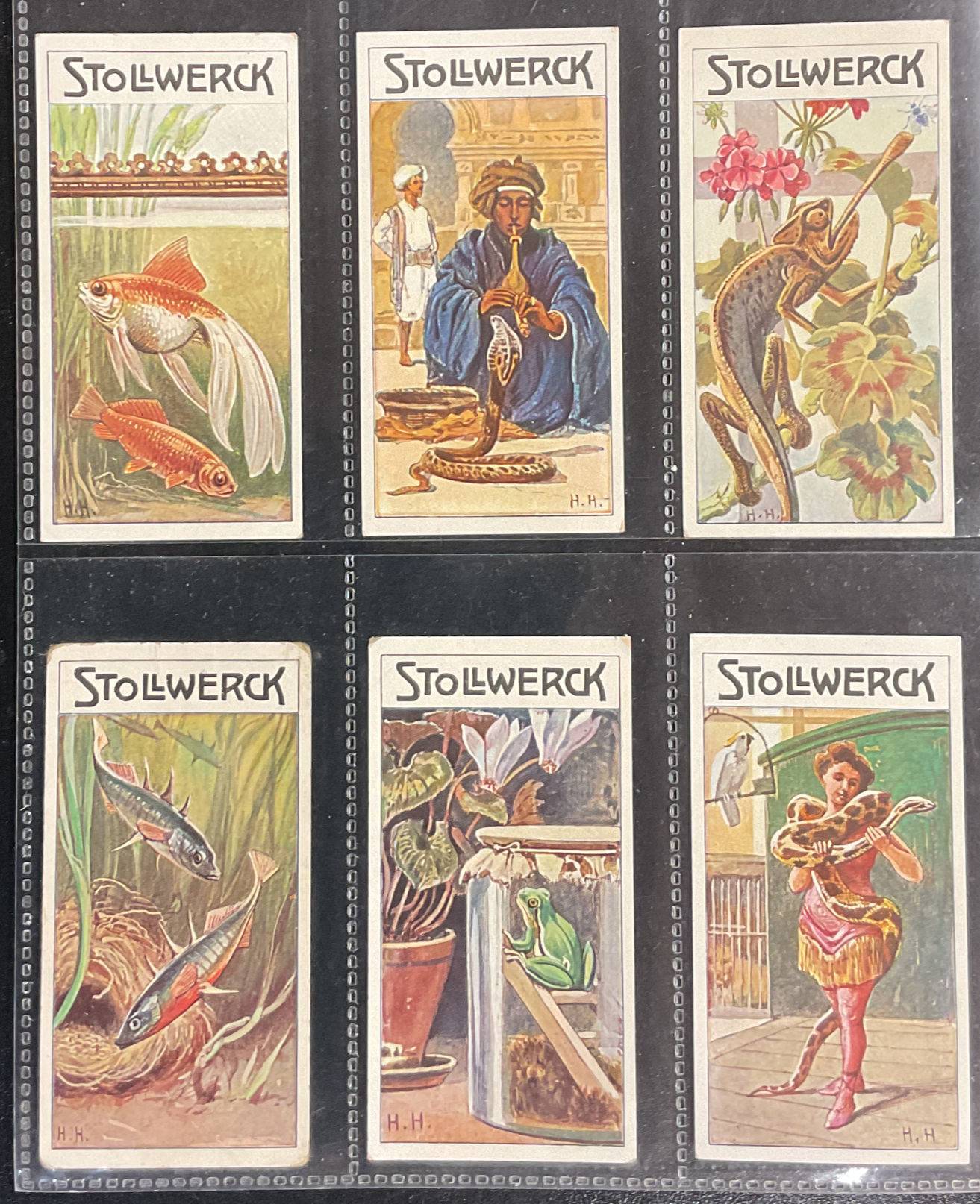 Stollwerck Pet Animals Series 473 German Confectionary Cards