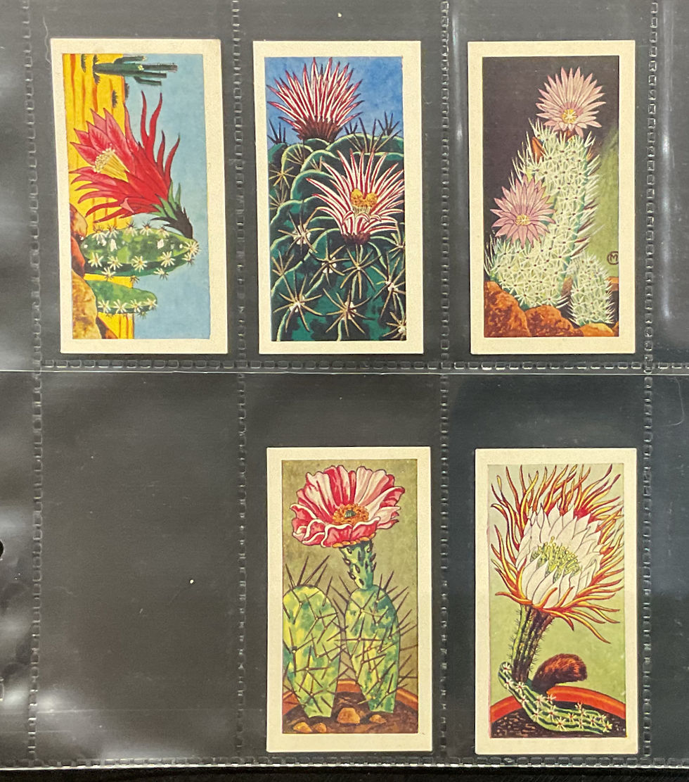 Thumbnail: Lamberts Tea Cacti Tea Cards