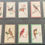 Thumbnail: Wills Ruby Queen Birds Of The East Cigarette Cards