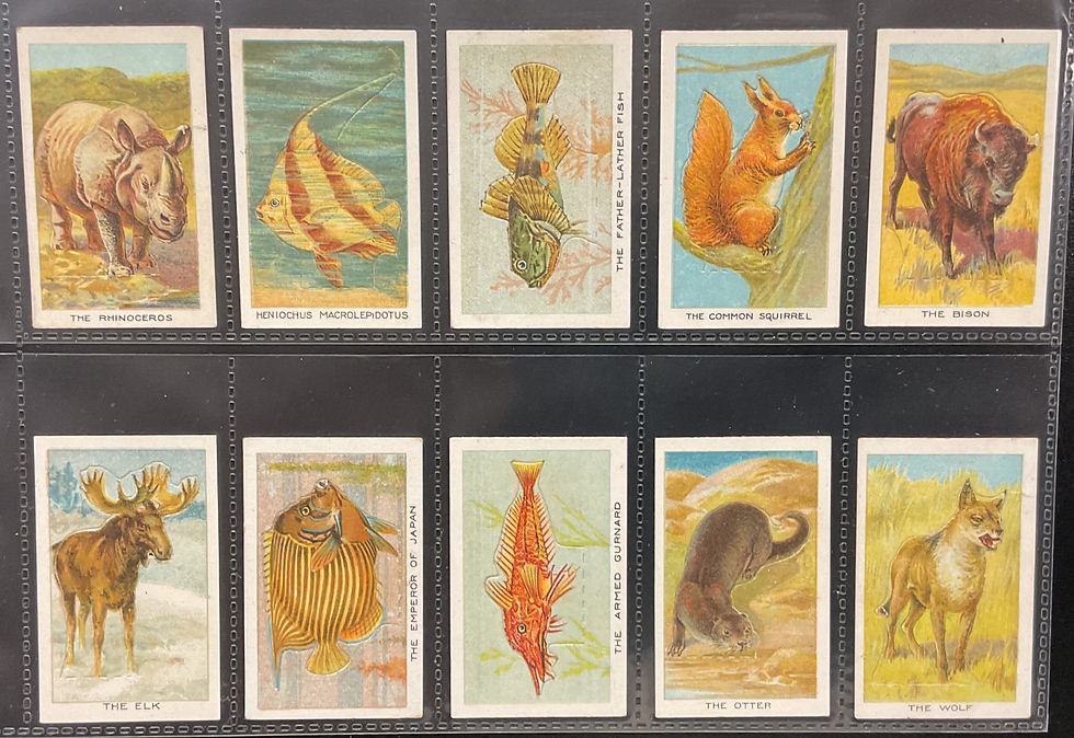 Thumbnail: Wills New Zealand Birds, Beasts And Fishes Cigarette Cards
