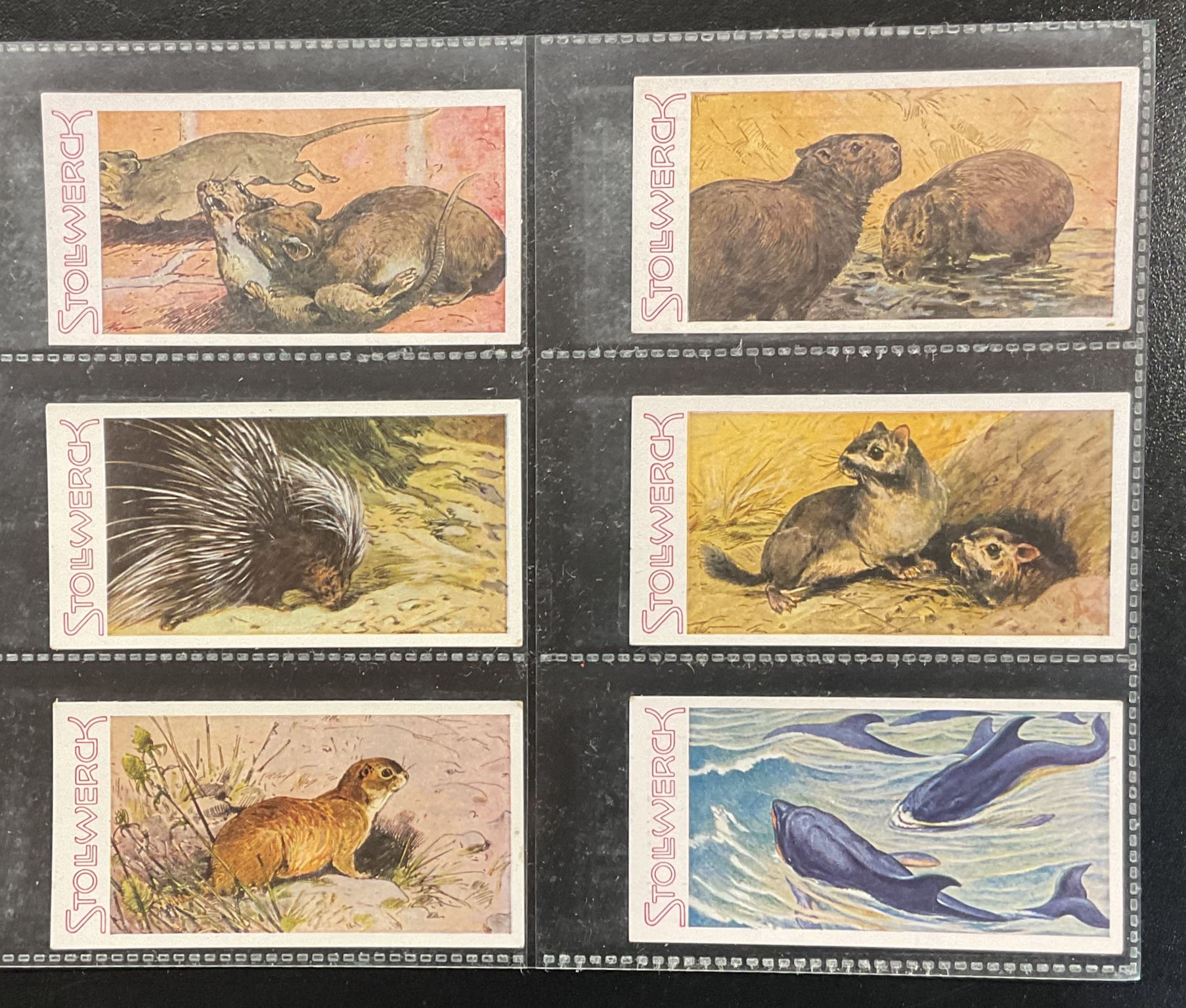 Stollwerck Wild Animals Series 13 German Confectionary Cards