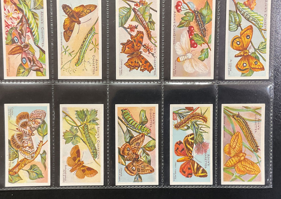 Thumbnail: Adkins Butterflies & Moths Cigarette Cards