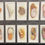 Thumbnail: Cerebos Salt Sea Shells Grey Back Trade Cards