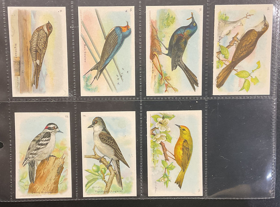 Thumbnail: Church & Dwight Useful Birds Of America Fifth Series Trade Cards