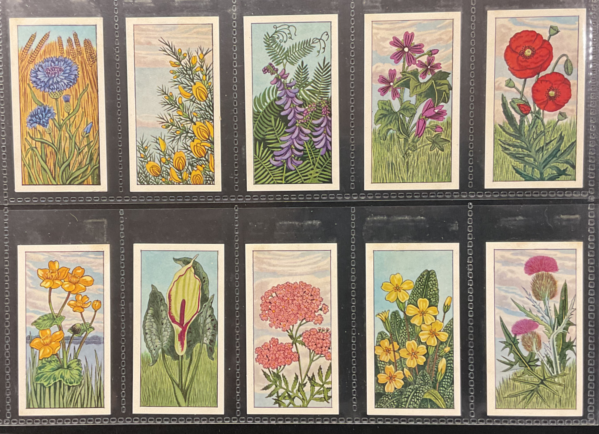 Typhoo Tea Wild Flowers Tea Cards