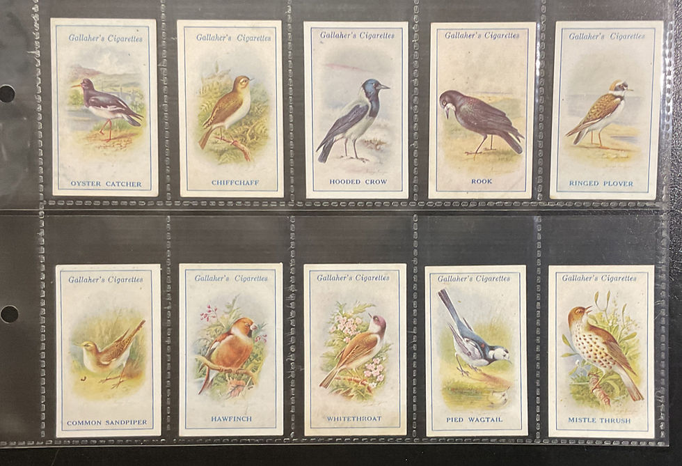 Thumbnail: Gallaher British Birds By George Rankin Cigarette Cards