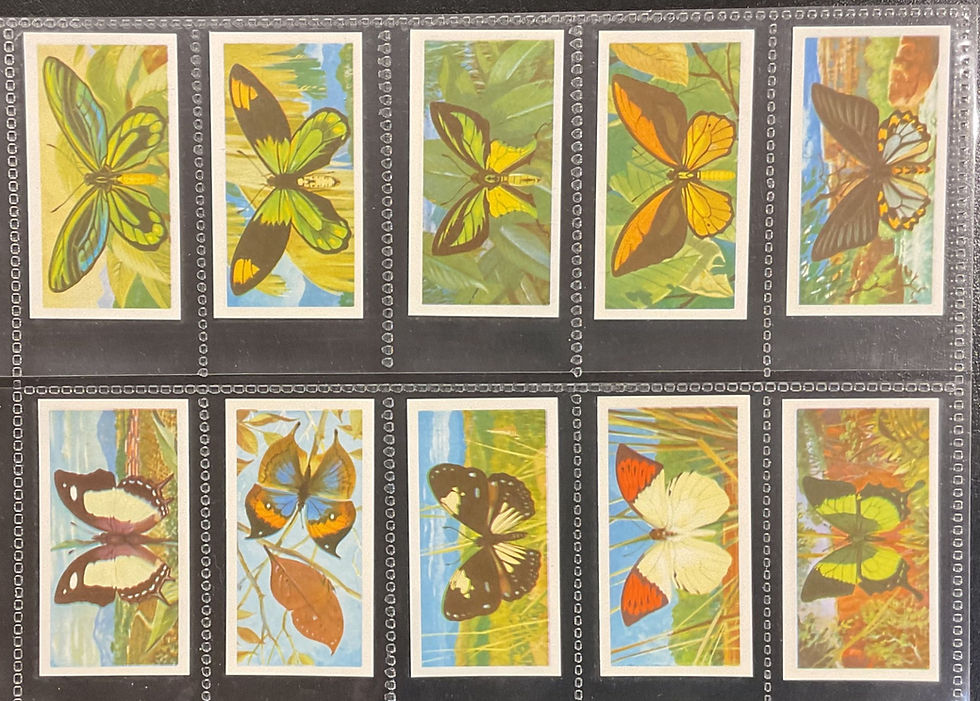 Thumbnail: Brooke Bond Tea Rhodesia Butterflies of the World Tea Cards