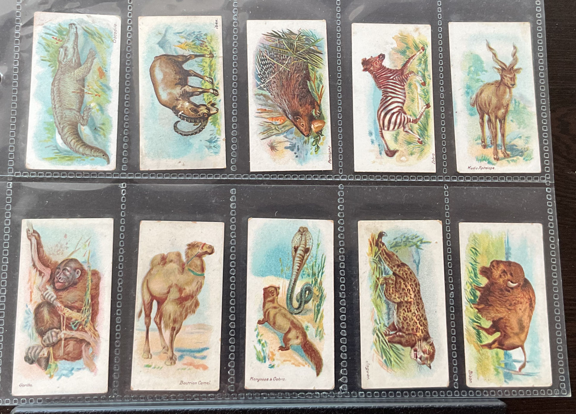 Wills Wild Animals Of The World Green Scroll Back Cigarette Cards