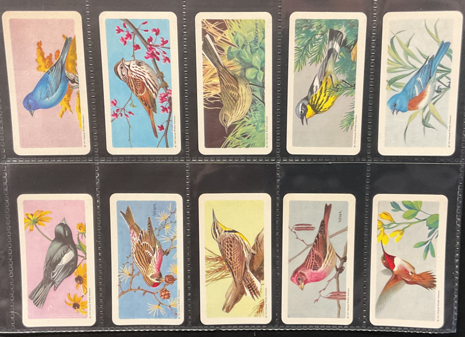 Brooke Bond Tea Canada Songbirds Of North America Mount Your Collection Cards