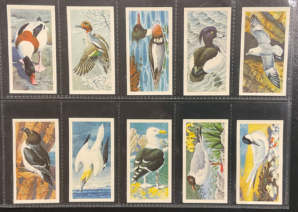 Thumbnail: Brooke Bond Tea Bird Portraits No Address Tea Cards