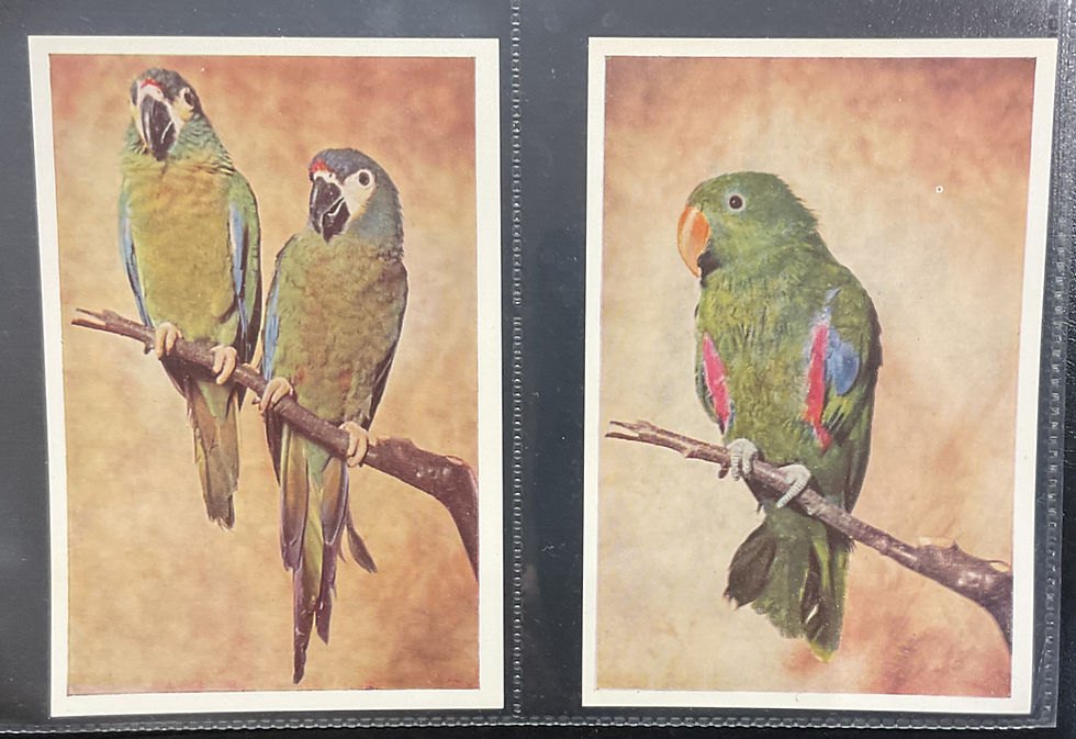 Thumbnail: Anonymous Parrots Dutch Issue Bird Trade Cards