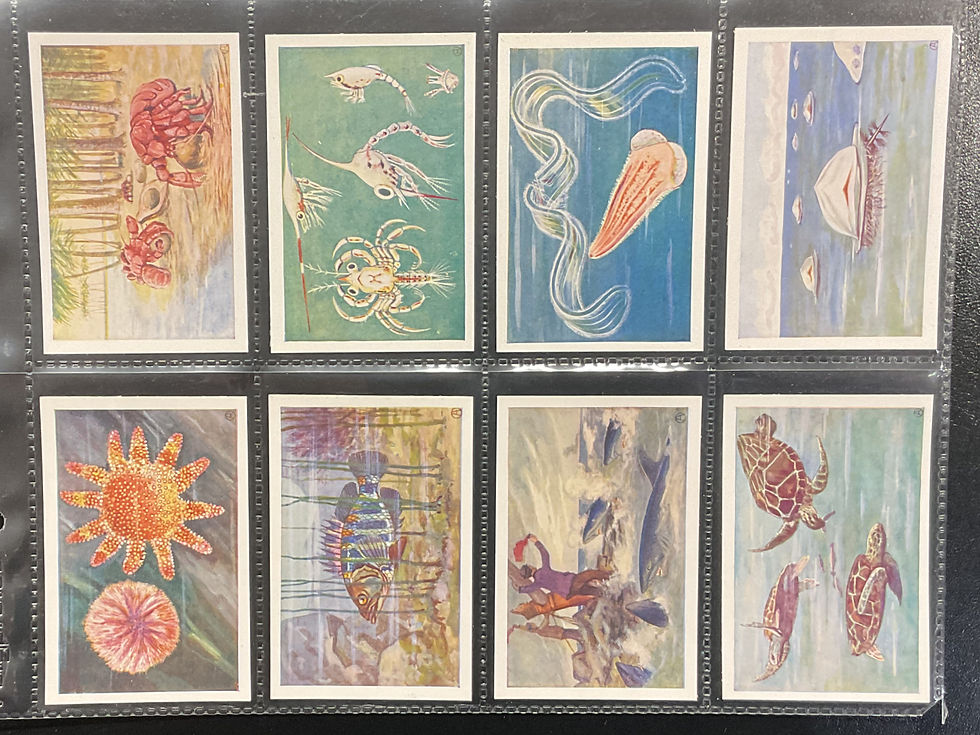 Thumbnail: Het Klaverblad Marine Life 2nd Series Dutch Issue Trade Cards
